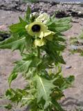 Hyoscyamus niger